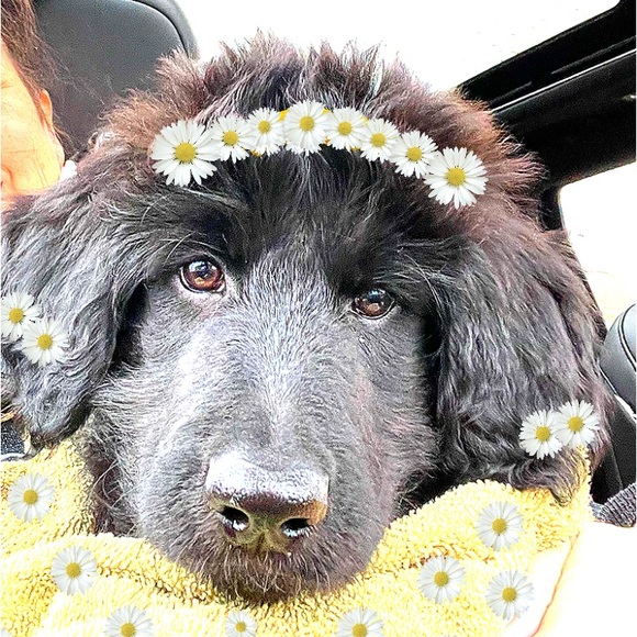 Meet your Posher, DayZEE-May - Picture 1 of 2